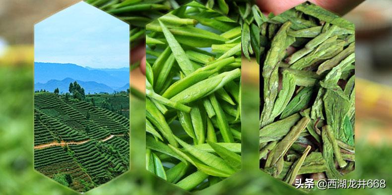哪里的龙井比较普通,知名度最高的龙井