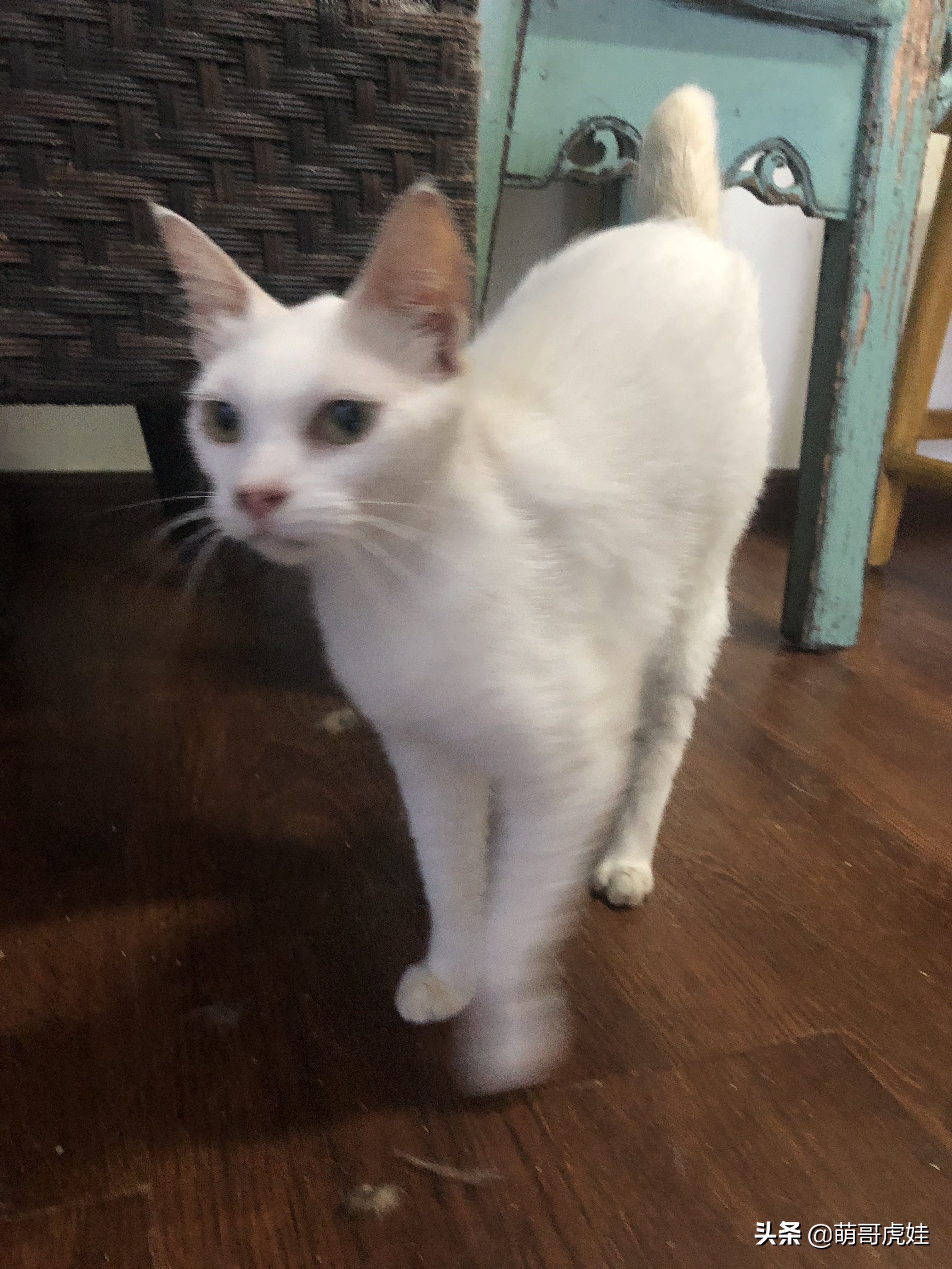 盘点发现自家猫咪干大坏事,主人回来发现猫被丢