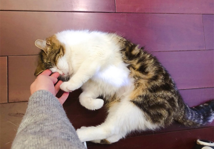 家里猫不愿意吃鱼,主人在家猫不吃不喝不上厕所