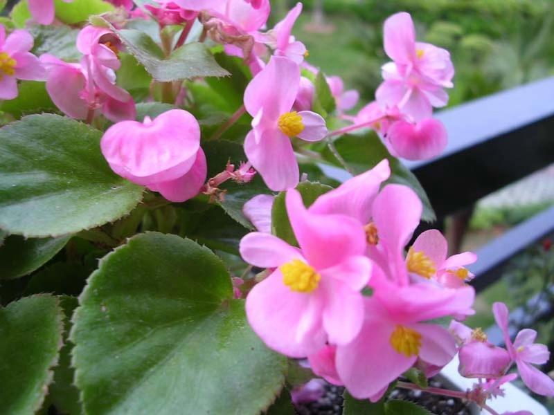 海棠怎么让它长侧芽,如何修剪海棠让花露出来