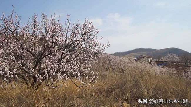 济南春季赏花自驾,济南踏青赏花新模式