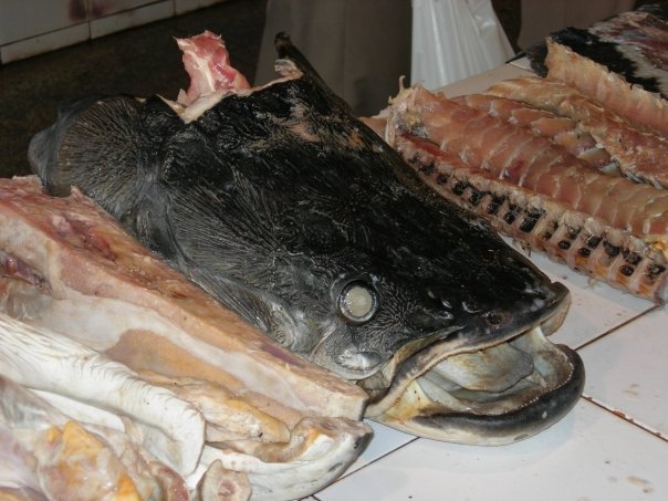 钓亚马逊神秘鱼种,游钓亚马逊河纪录片