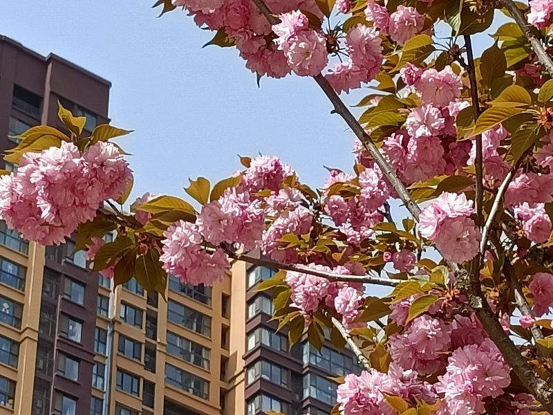 岳父怕岳母,怕丈母娘怕老婆