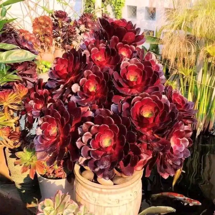 这8种花你不要乱浇水,新手种花品种推荐