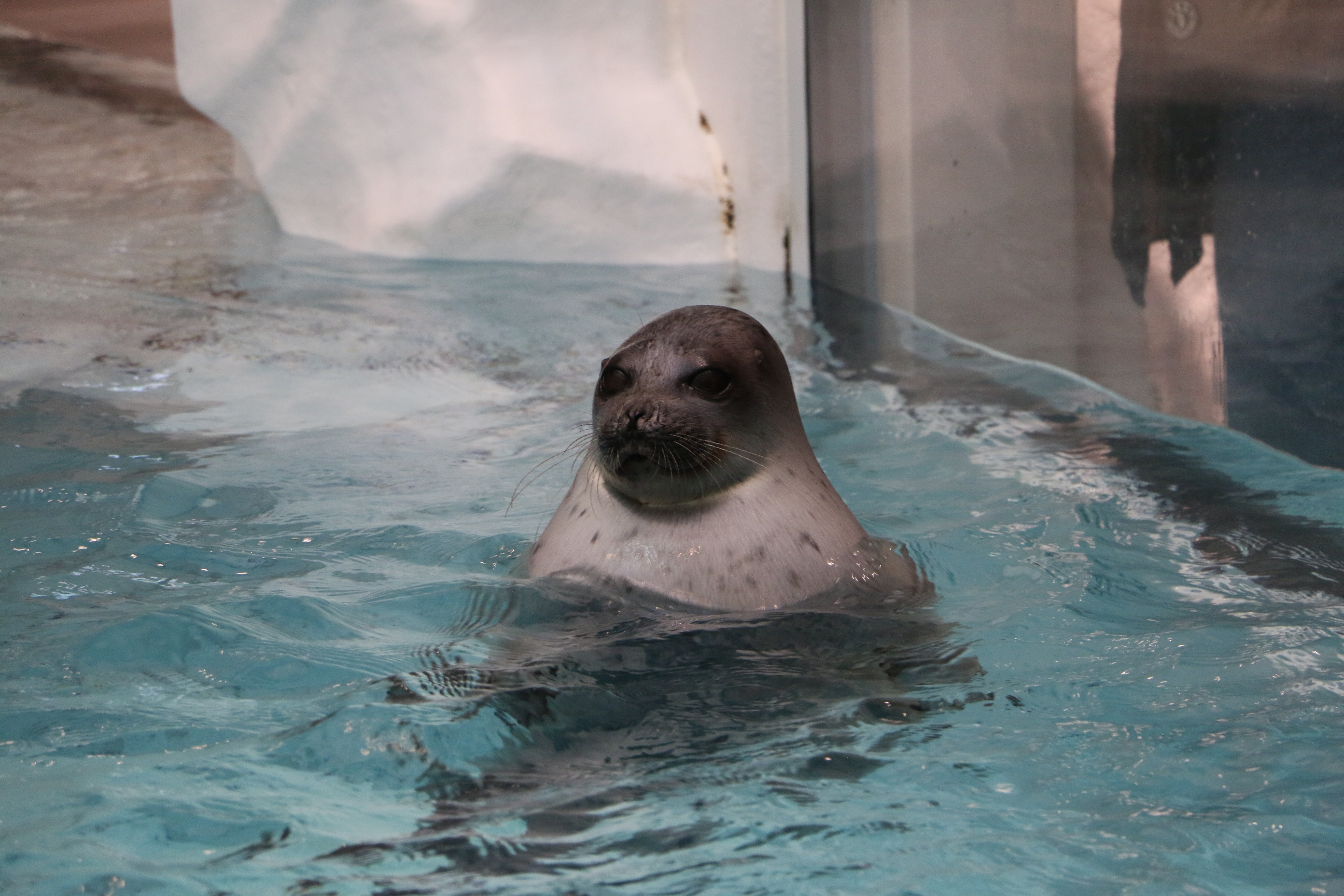 日本奈良自由行详细攻略,日本大阪京都自由行路线