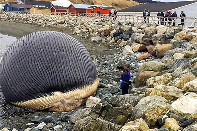台州鲸鱼搁浅现状直播,台州鲸鱼搁浅死的鲸鱼怎么处理