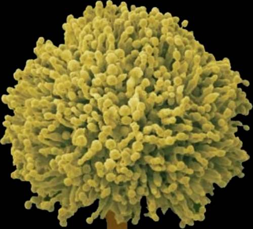 发霉的食物一定要扔掉吗,发霉的东西还是不要吃了吧