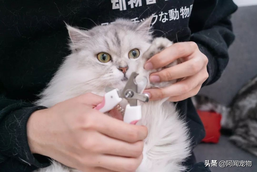 养猫咪怎么最省钱也能吃好,猫咪适合穷养和懒养