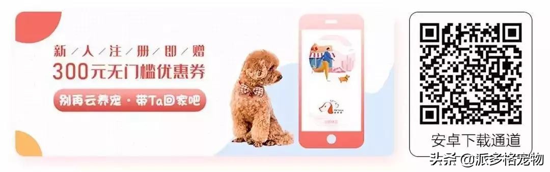 派多格宠物官方旗舰店,派多格宠物官网电话