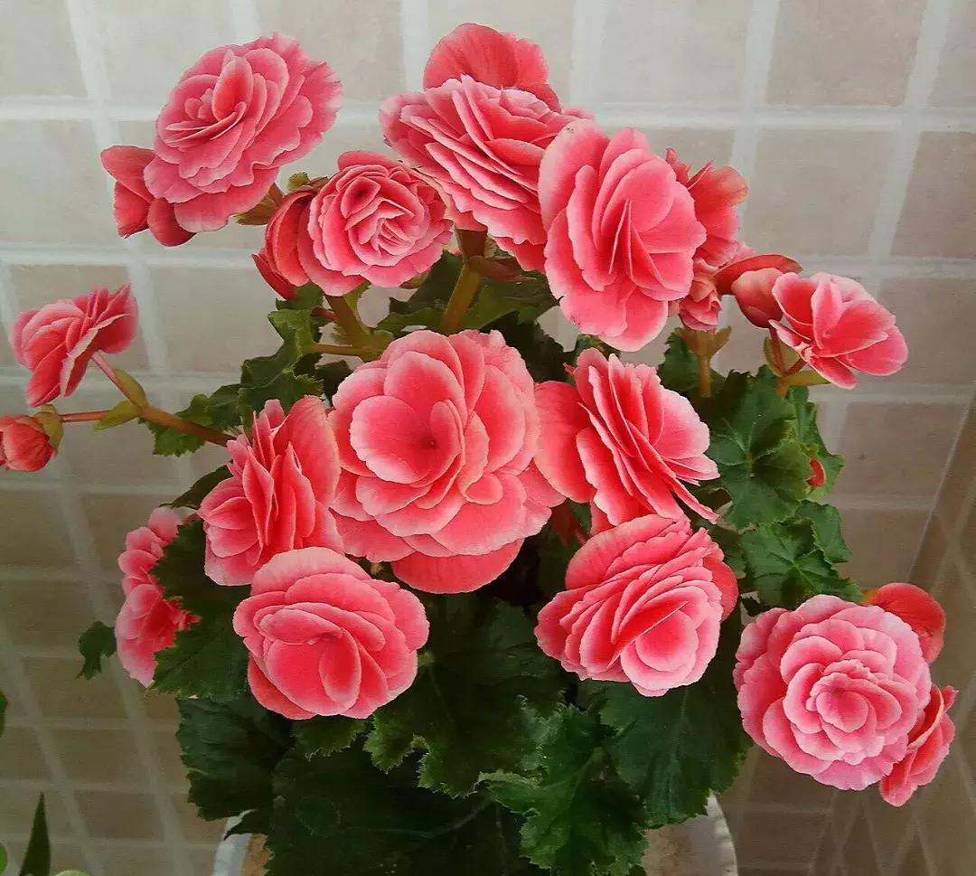 这6种花给点水就爆盆懒人必备,插枝最好养的四种花