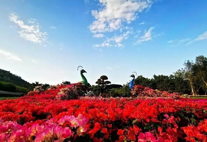 东南花都花博园景观,东南花都花博园