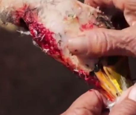 鸭毛拔不掉怎么办,把鸭毛拔得干干净净还能活吗