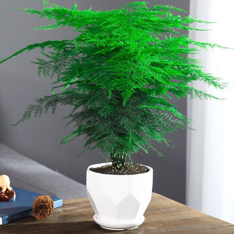 好看又好养的盆花,人养花也养人