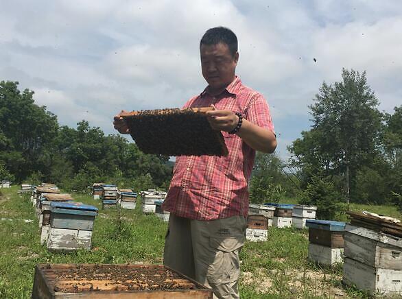 椴树蜜的真假如何分辨,椴树白蜜甜吗