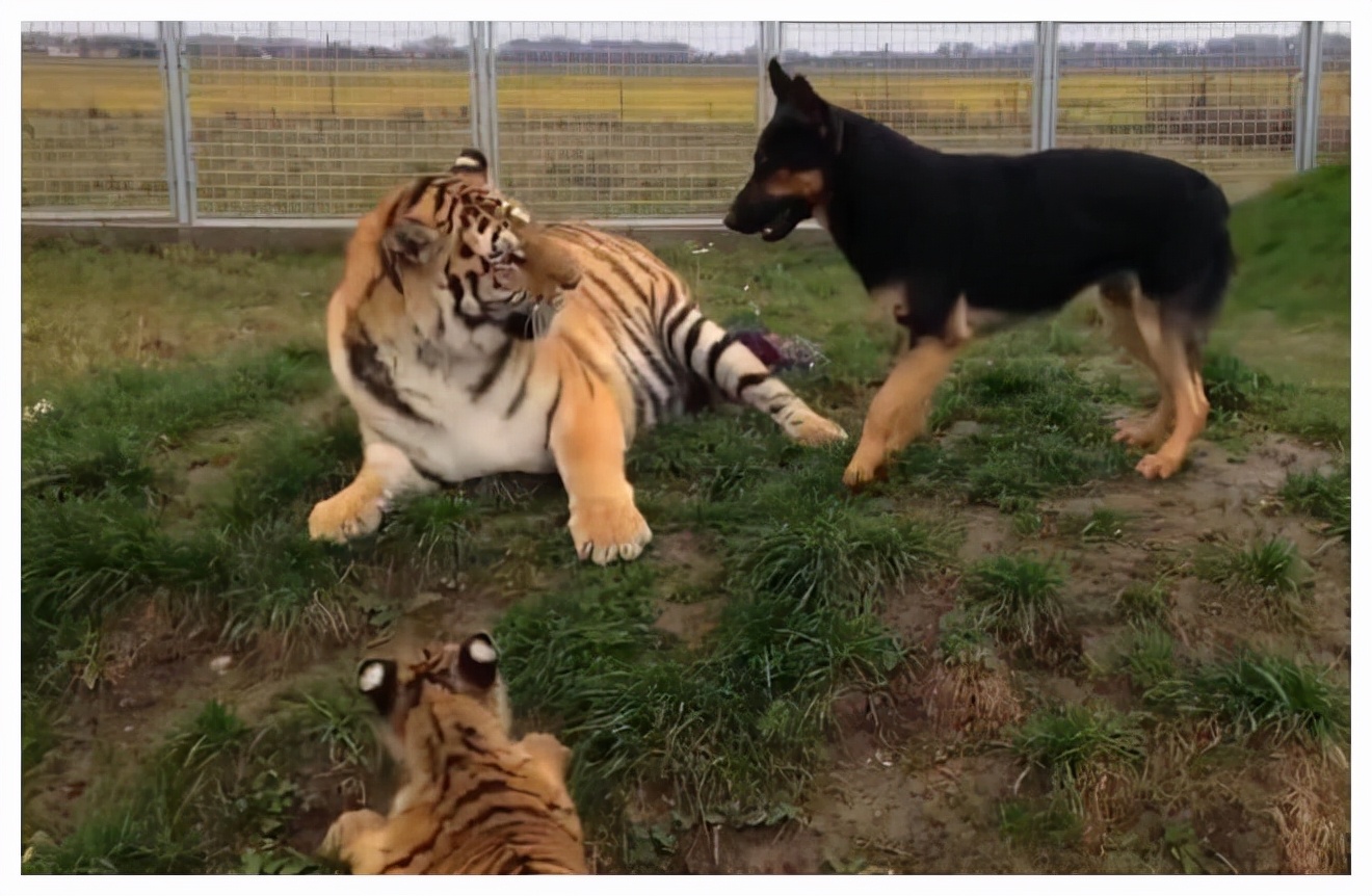 狗有老虎的基因吗,狗妈带大的老虎基因会改变吗