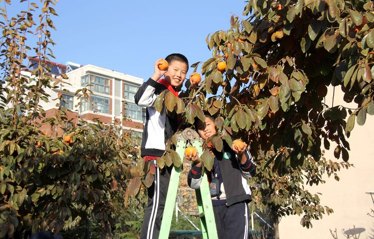 昌乐齐都实验学校：举行第四届“柿子熟了”采摘节活动