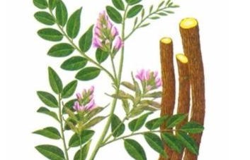 种植药材真能赚大钱，找项目的看过来，这样品种总有一个适合你