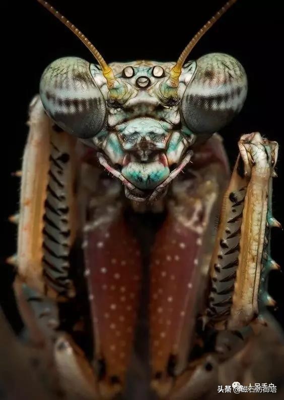 这个杀手不太冷里的人是谁,这个杀手不太冷里边的缉毒警