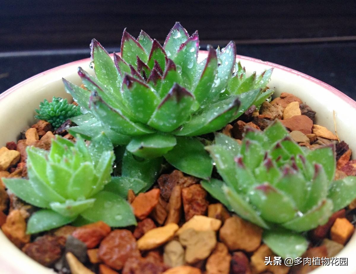 养不死花的秘诀视频,养不死的盆栽菩提