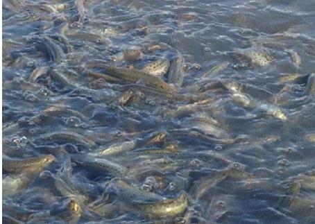 泥鳅养殖技术及前景,泥鳅养殖新技术发展前景