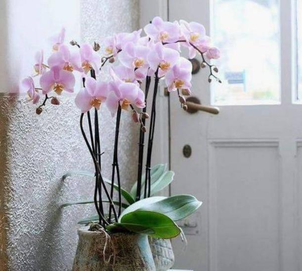 这5种花晒不死太阳越大开花越多,常见3种花天热休眠