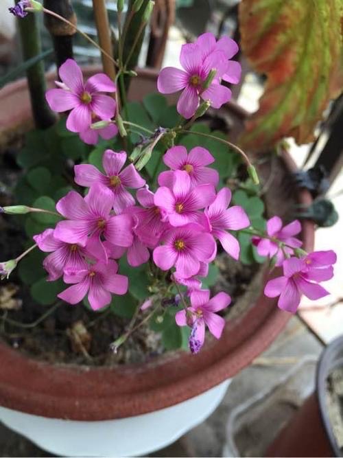 普通三叶草也可以养老桩,三叶草怎么养成盆景