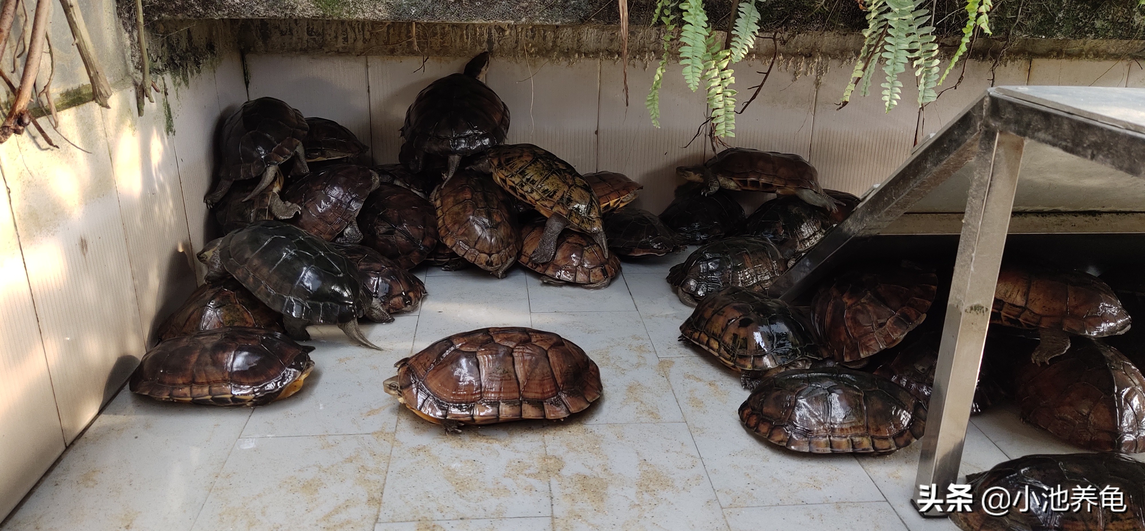 新手养龟100个常识,养乌龟新手入门要买什么