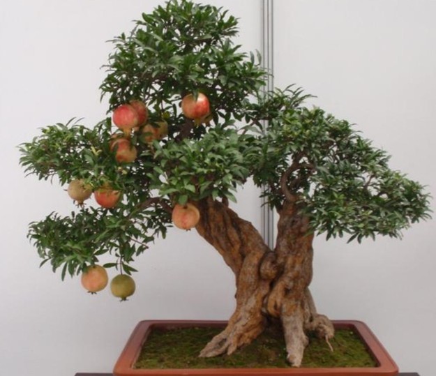 网上购买石榴树怎么种植,网购的石榴树第二年怎么修剪