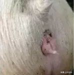 养猪实用技术——高产母猪的身体特征(图解)