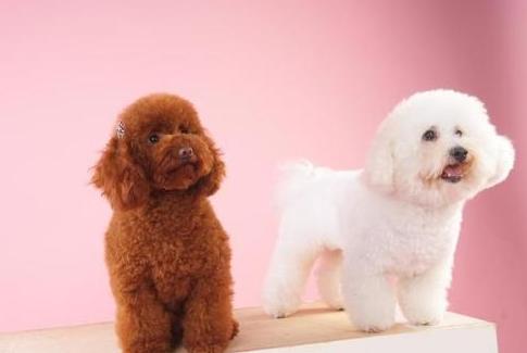 泰迪和比熊犬哪个更好养,泰迪犬和比熊犬哪个好养