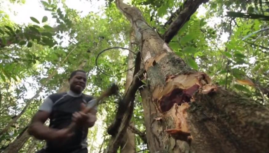 实拍非洲紫檀木*私走**全过程：护林员做*私走**，一根紫檀木赚三万