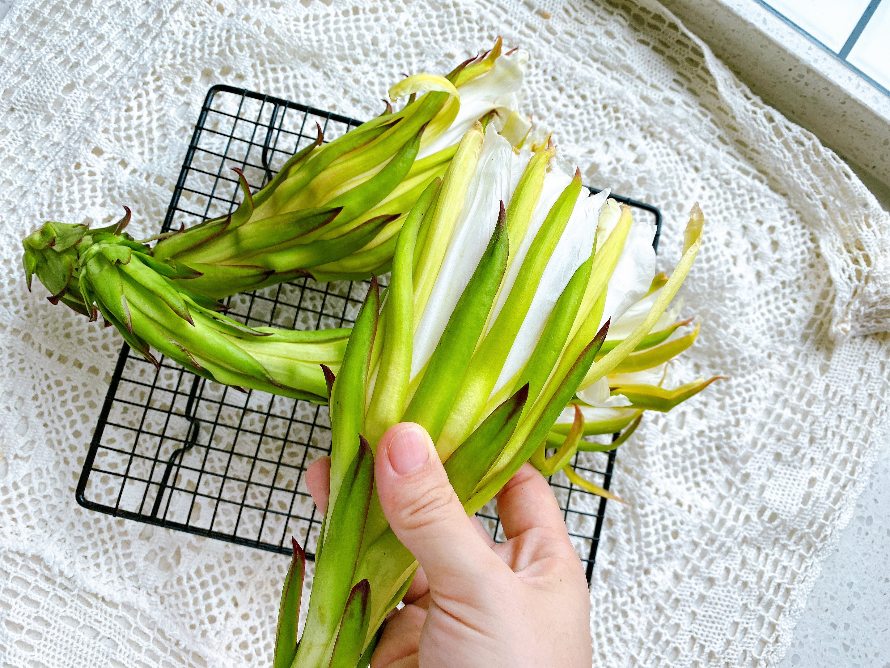 火龙果花还可以这样吃,火龙果的花正确吃法及做法