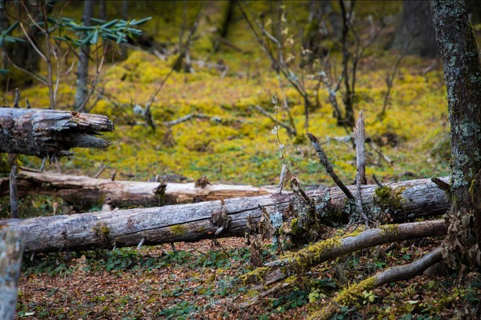 消失的地平线上的“香巴拉”和“女儿国”（二）
