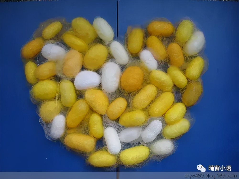 养蚕记怎么写三年级200字,蚕化蛹为蝶的过程总结