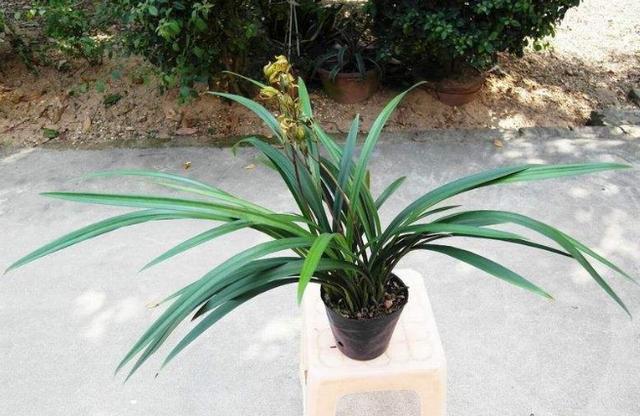 最好养的兰花四季兰,最好养的兰花四季兰品种