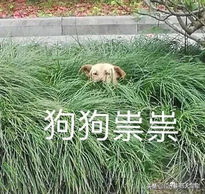 论男人拍照技术有多强大,钢铁直男的硬核操作看完你笑了吗