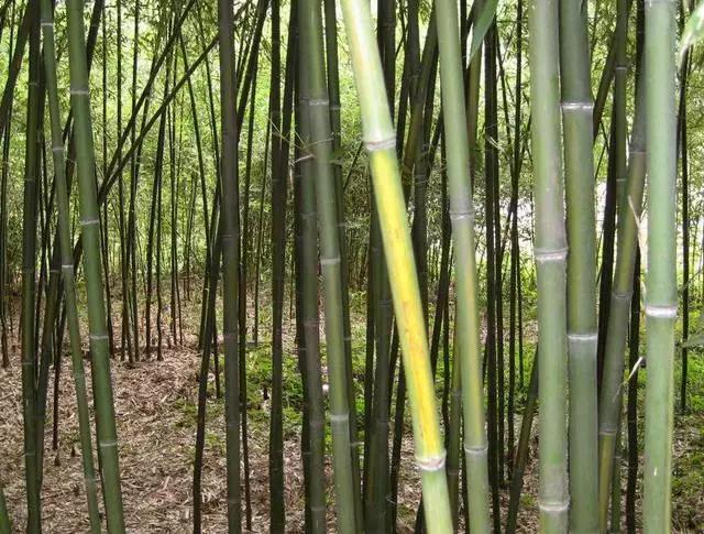 竹子大全100种及名称,竹子一共有多少种品种