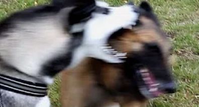 都说哈士奇不能当警犬，但有民警偏要试一试