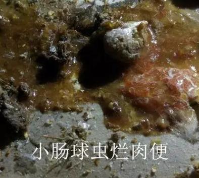 养鸡如何防止球虫,球虫病没有药怎么办