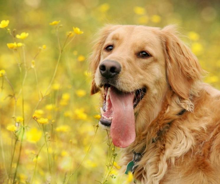 什么狗比较霸气又比较好养,最受欢迎的10种狗你认识几种