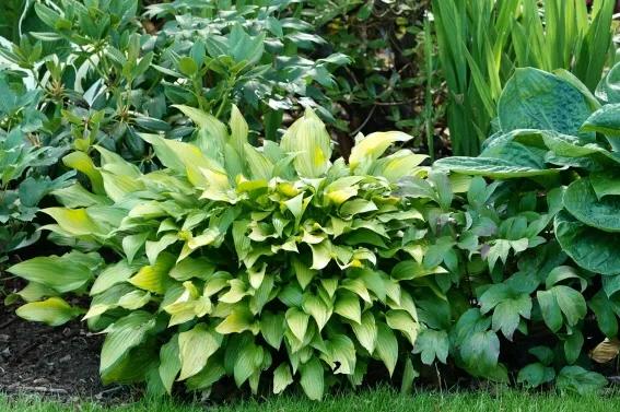 阳光房的植物推荐,北欧封闭阳台植物搭配