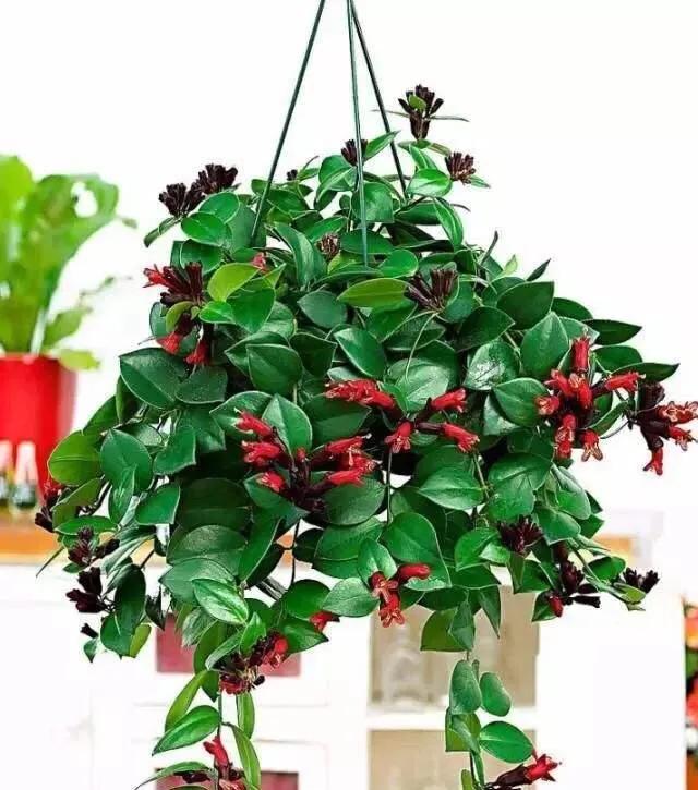 花卉吊兰100种,吊兰绿植盆栽第一名