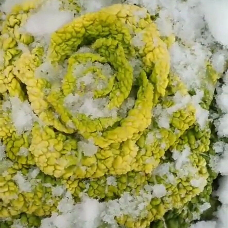 冬至到!这些菜农户都可以种上,不怕冷也冻不死!来年有新鲜菜吃