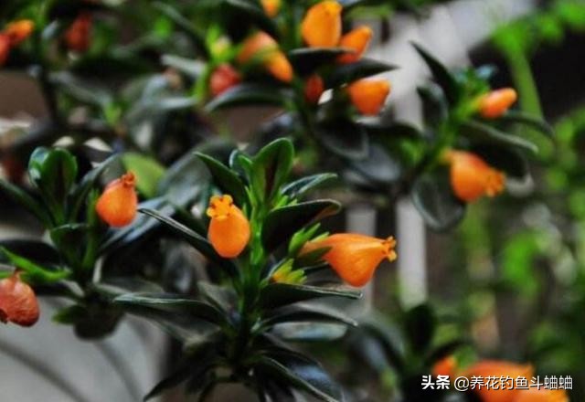 金鱼吊兰开花后像小金鱼一样漂亮,金鱼吊兰开花多的方法