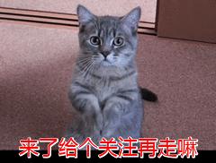 黑猫真的不建议养吗,黑猫到底能不能养