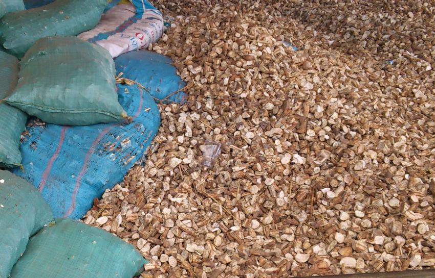 巴西的有毒植物,巴西有毒的东西