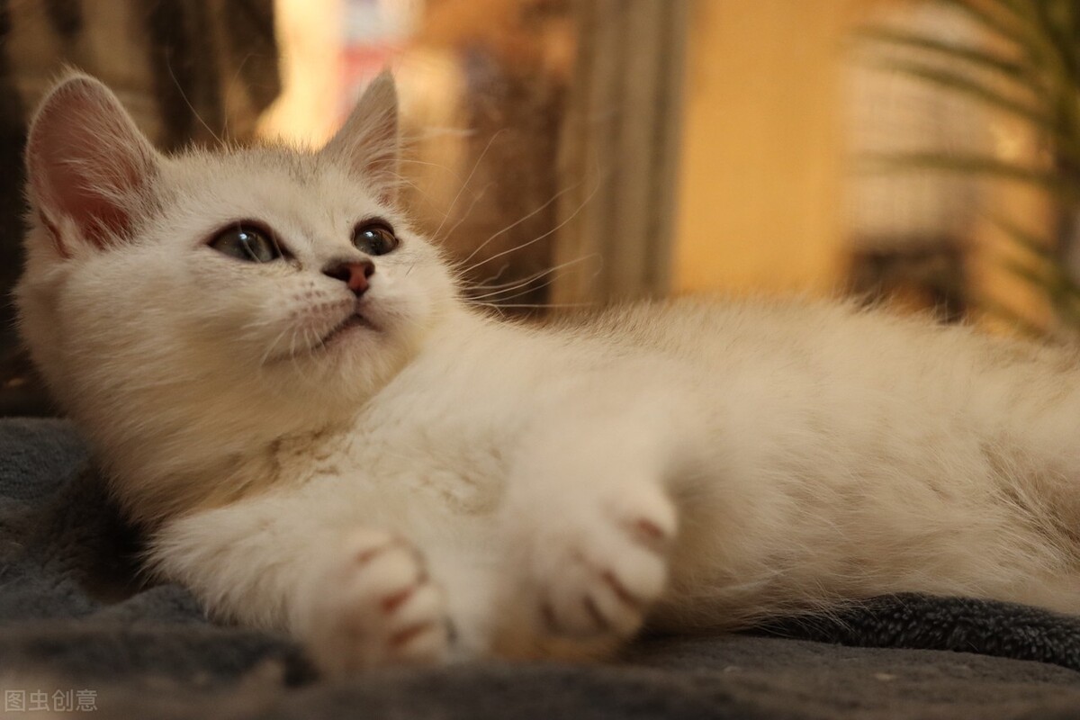 白天喝茶影响晚上睡眠吗,晚上喝茶影响睡眠吗