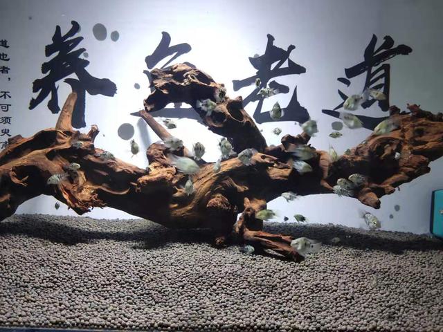 紫色的给鱼用的药水叫什么,紫色的养鱼杀菌剂