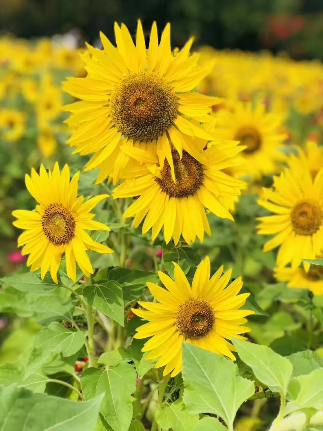 厦门香山有什么风景,厦门翔安必去8个景点香山