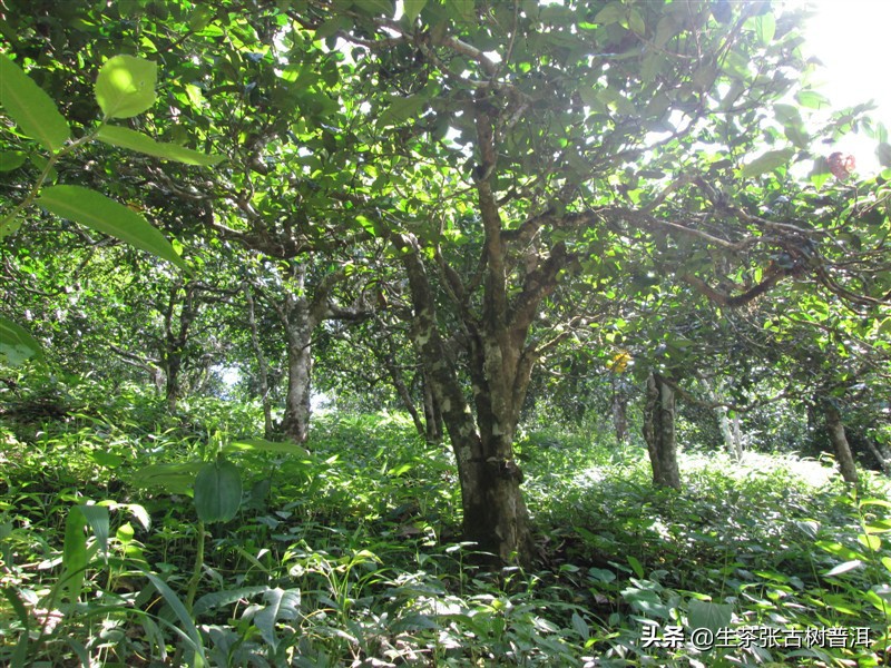 普洱茶解酒效果比较好的有哪些,普洱茶熟茶和生茶哪个适合解酒